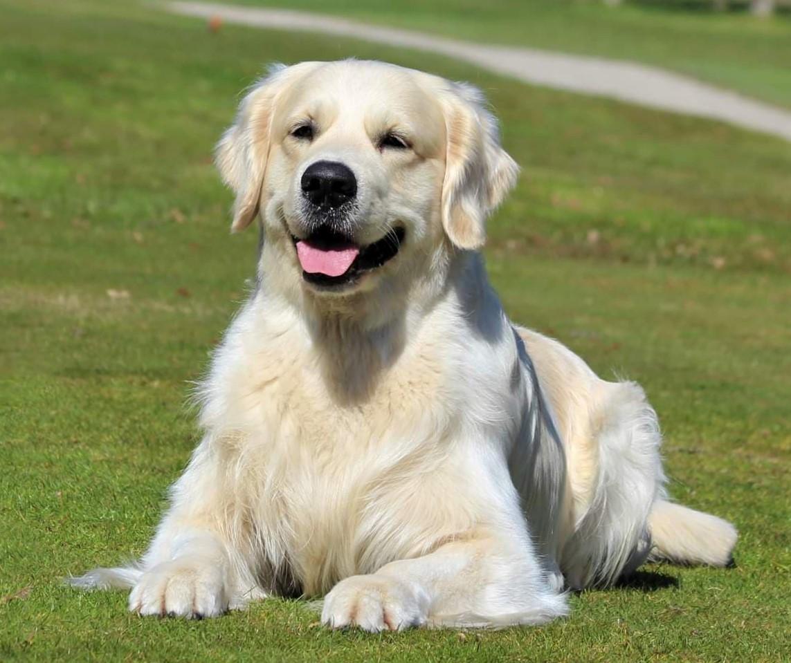 Golden retriever DKCH(U) DKJUCH Manhattan V.D. Corner Brook - DKJUCH Manhattan v.d. Corner Brook 3 år 5 mdr billede 30