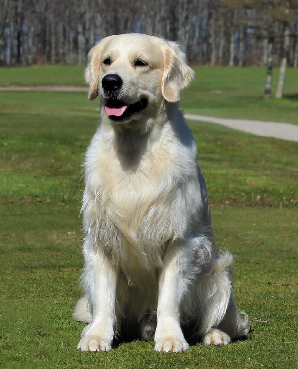 Golden retriever DKJUCH Manhattan V.D. Corner Brook - DKJUCH Manhattan v.d. Corner Brook 3 år 5 mdr billede 27