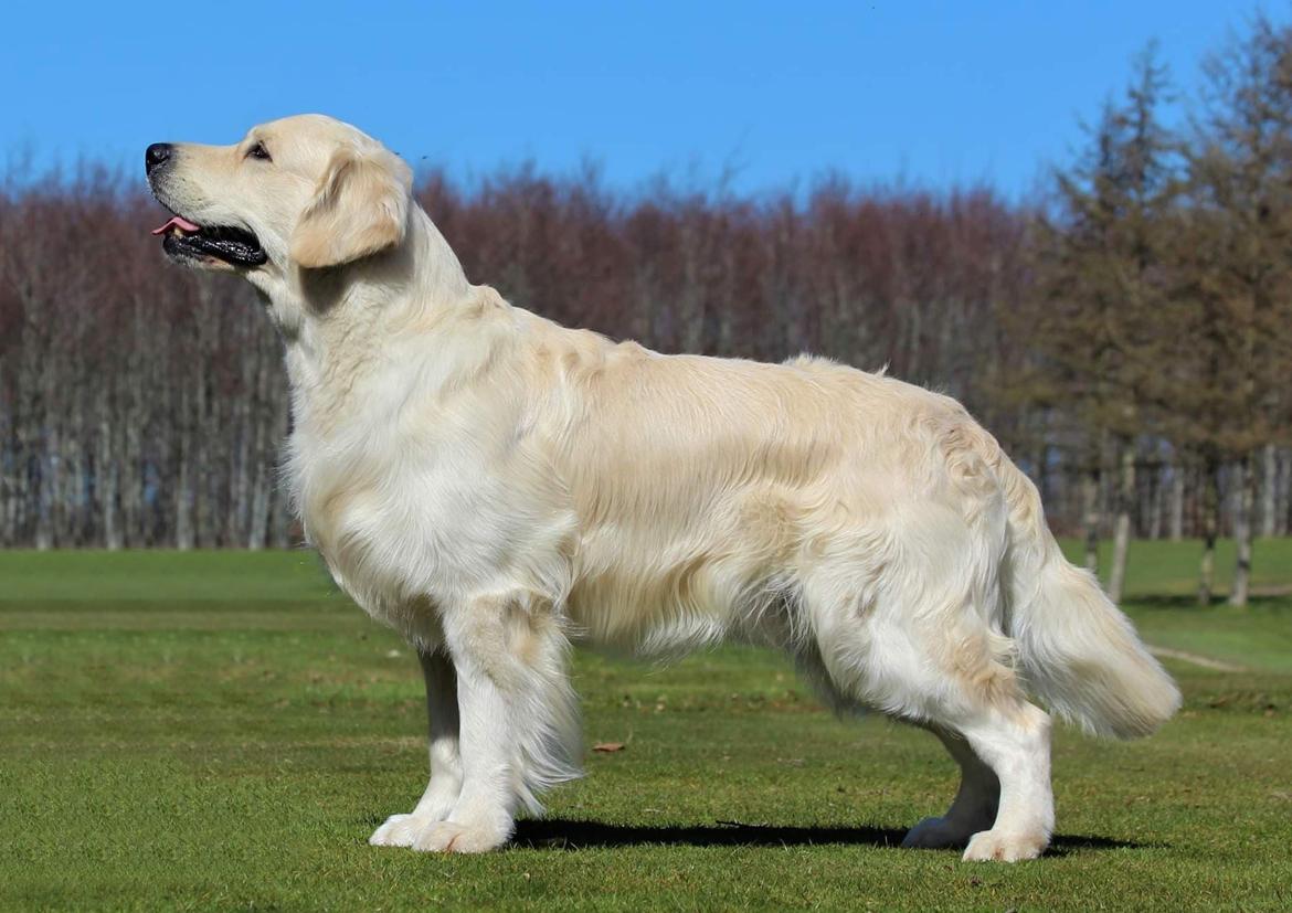 Golden retriever DKCH(U) DKJUCH Manhattan V.D. Corner Brook - DKJUCH Manhattan v.d. Corner Brook 3 år 5 mdr billede 28