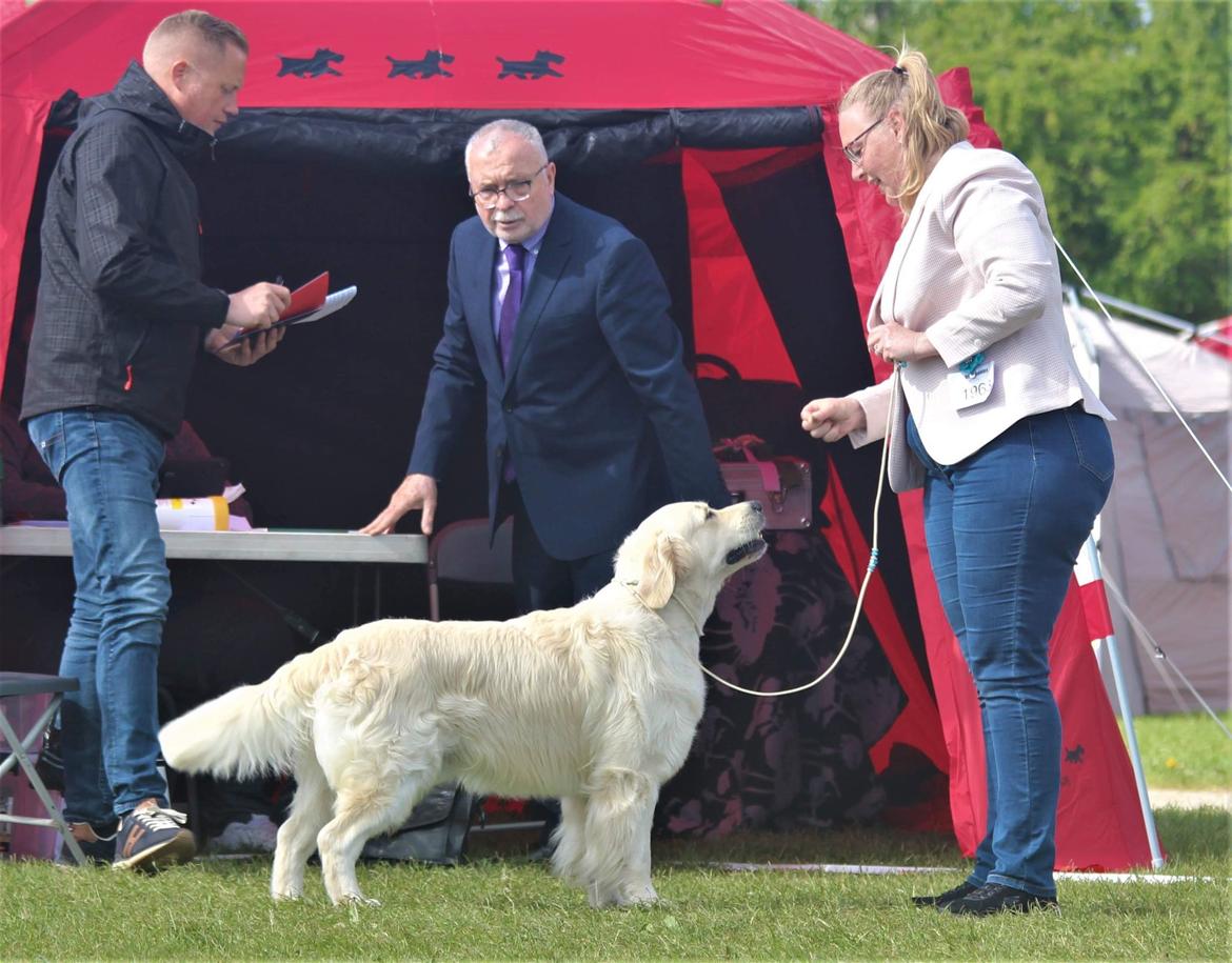 Golden retriever DKCH(U) DKJUCH Manhattan V.D. Corner Brook - DKJUCH Manhattan v.d. Corner Brook 3½ år DKK Roskilde 2022 billede 32