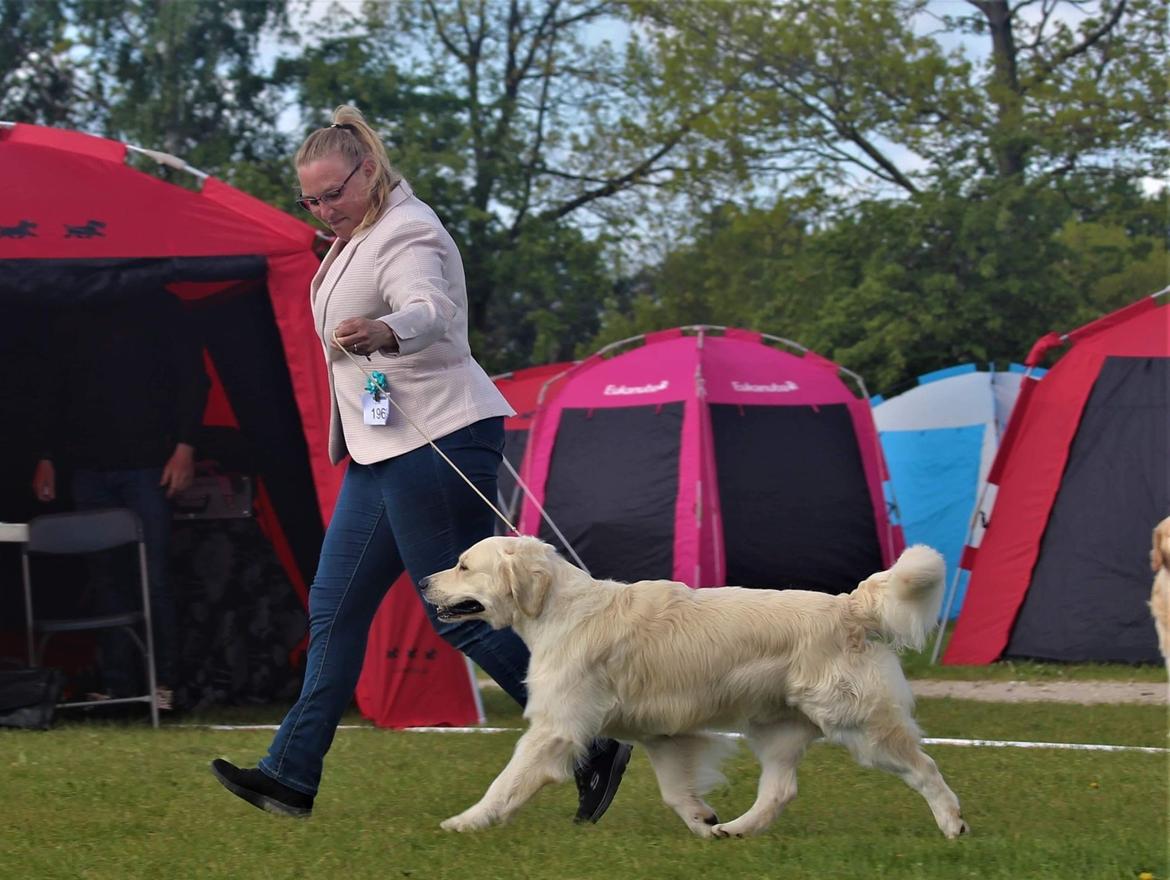 Golden retriever DKJUCH Manhattan V.D. Corner Brook - DKJUCH Manhattan v.d. Corner Brook 3½ år DKK Roskilde 2022 billede 29