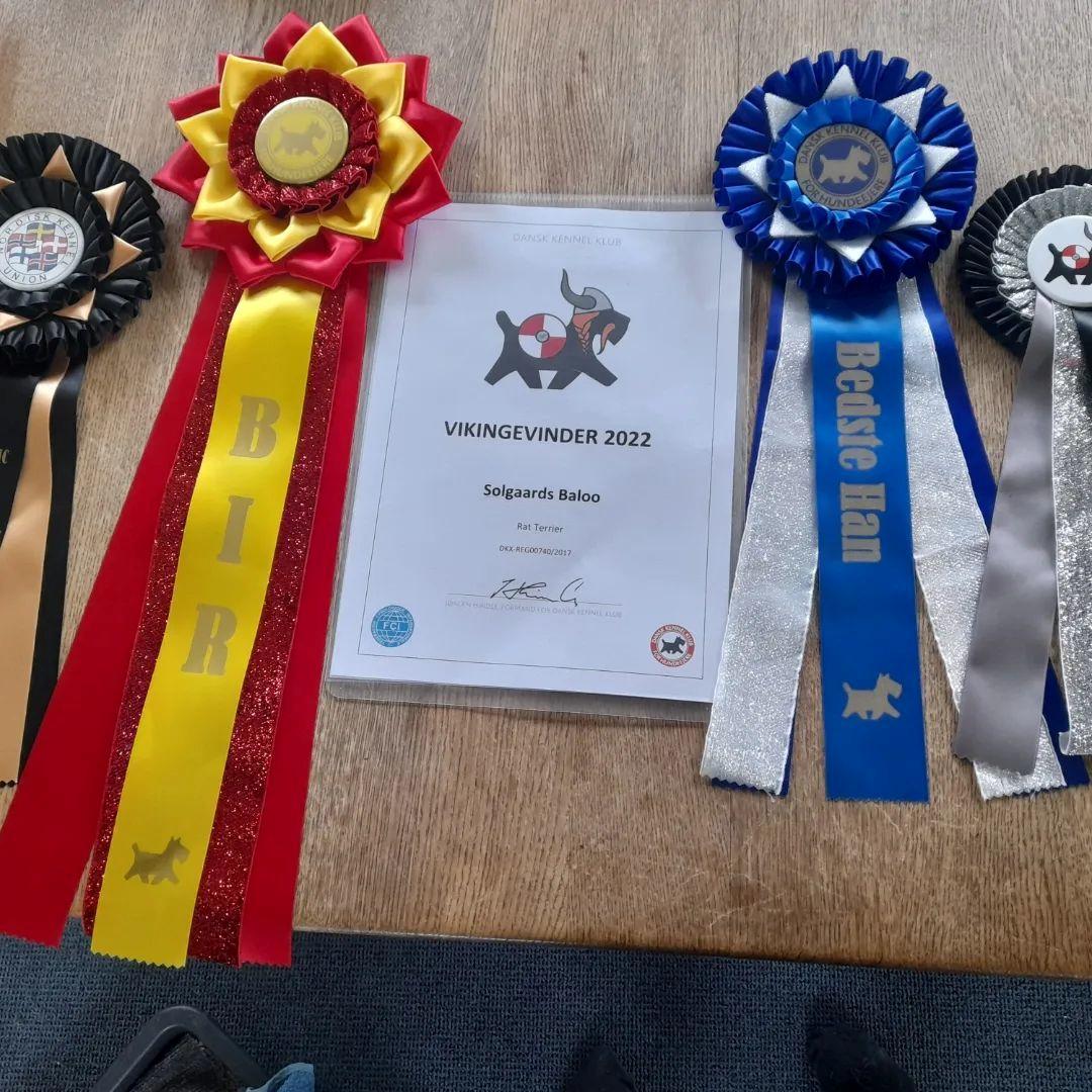 Rat Terrier Solgaards Baloo - Vikingvinder 2022 og Nordisk Cert & Best i racen (Roskilde 2022) billede 3