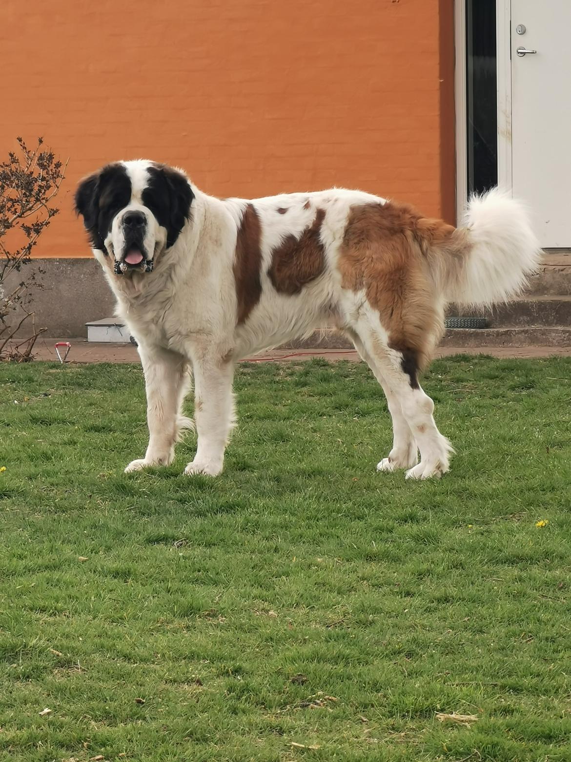 Sankt bernhardshund Bernhard billede 45