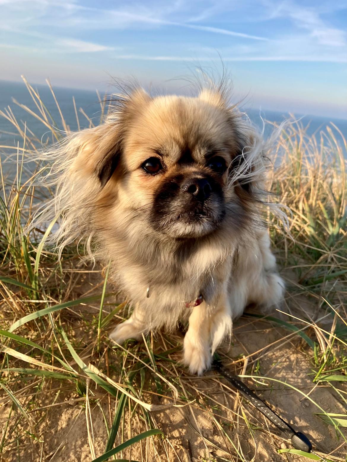 Tibetansk spaniel Dharma billede 28