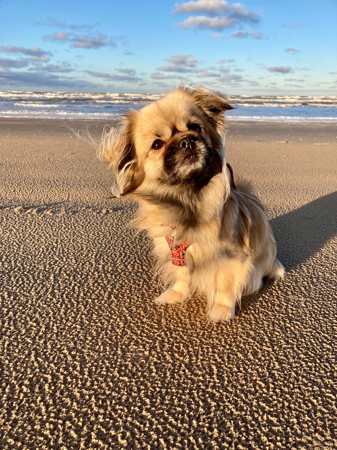 Tibetansk spaniel Dharma billede 29