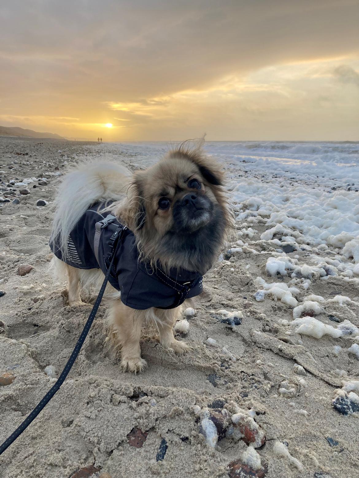 Tibetansk spaniel Dharma billede 32