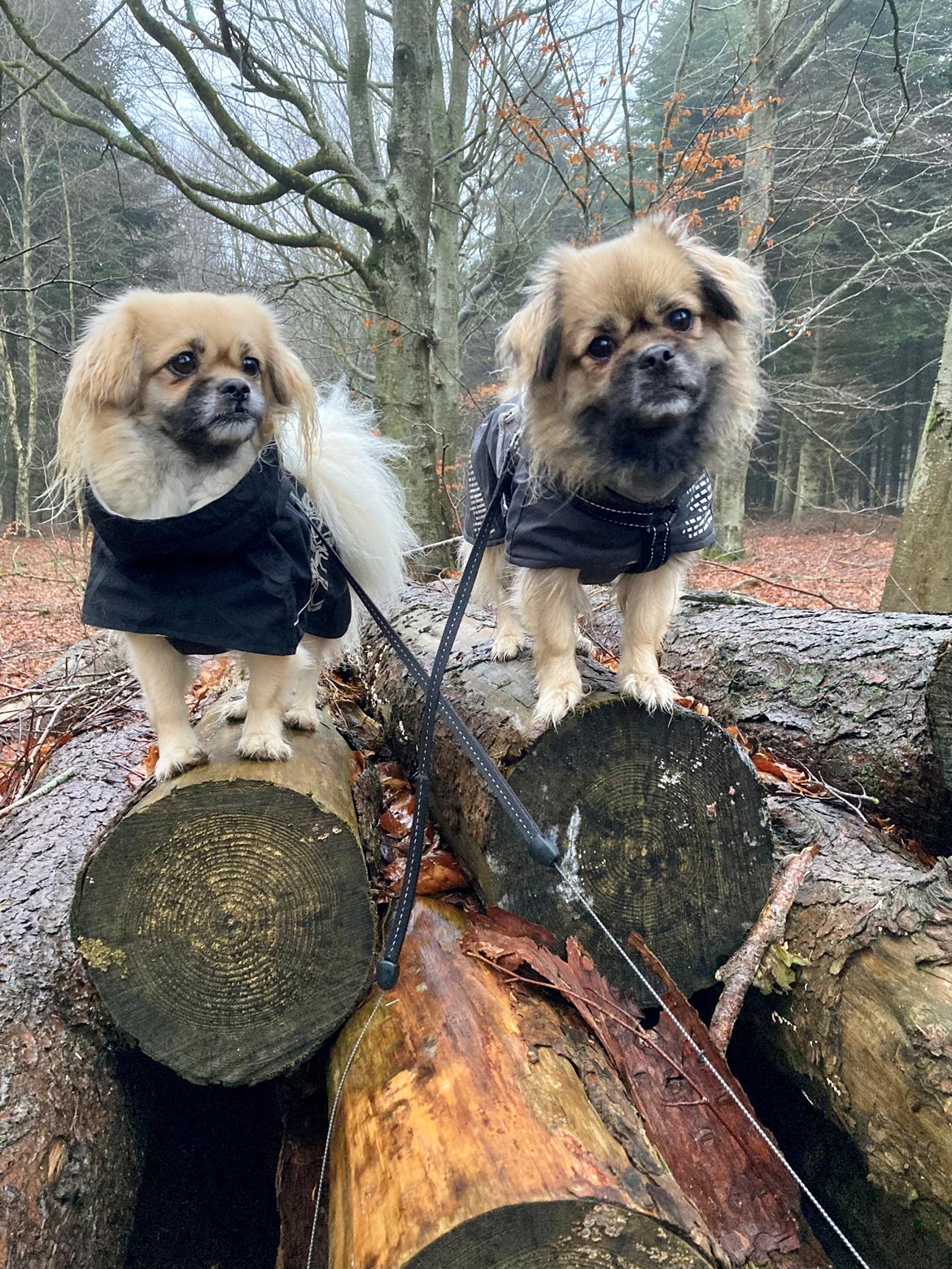 Tibetansk spaniel Dharma billede 33