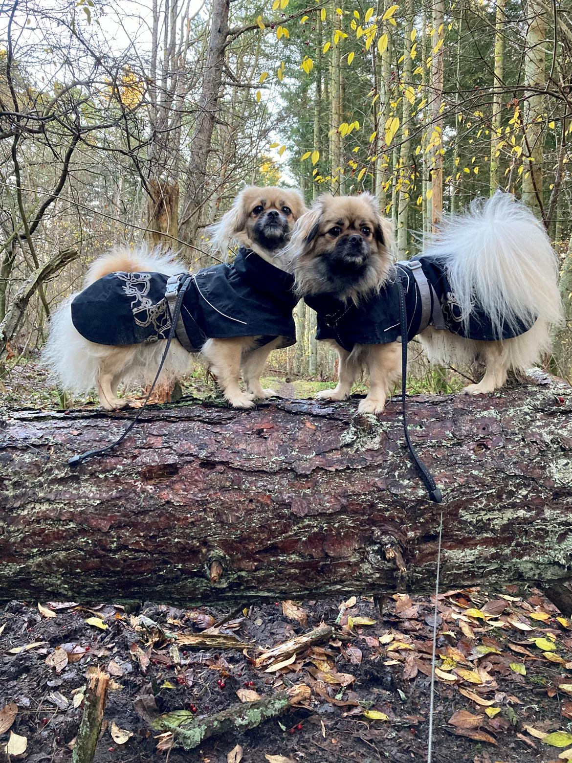 Tibetansk spaniel Dharma billede 31