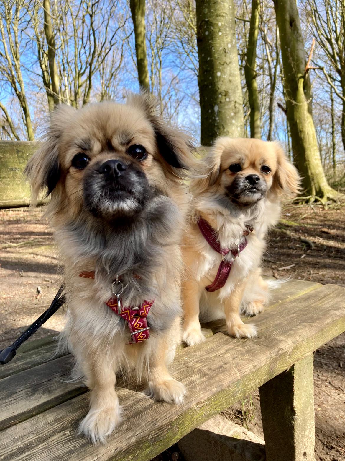 Tibetansk spaniel Dharma billede 34