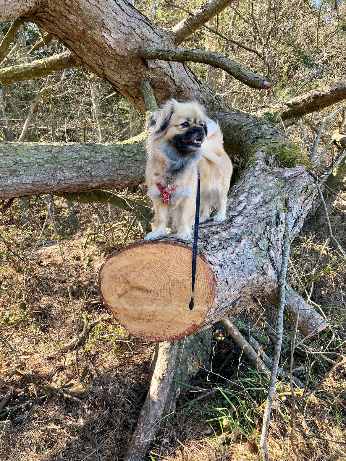 Tibetansk spaniel Dharma billede 35