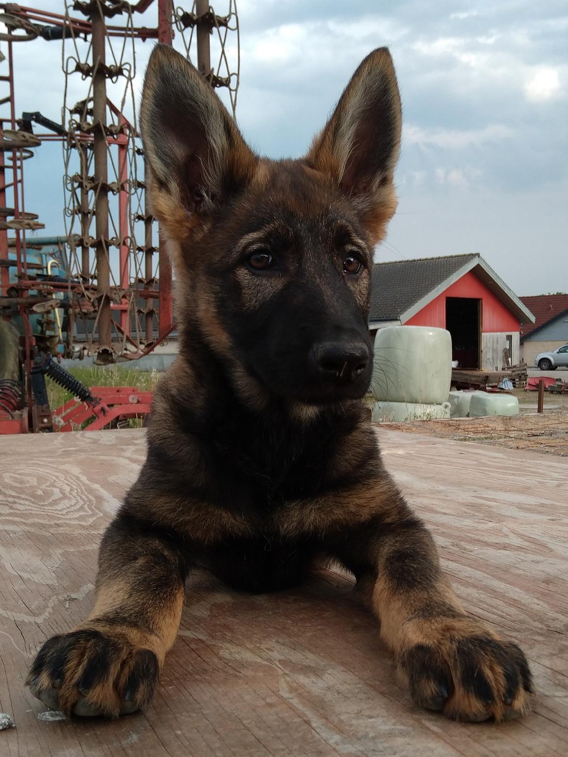 Schæferhund Bayogi Queen. (Enya). billede 14