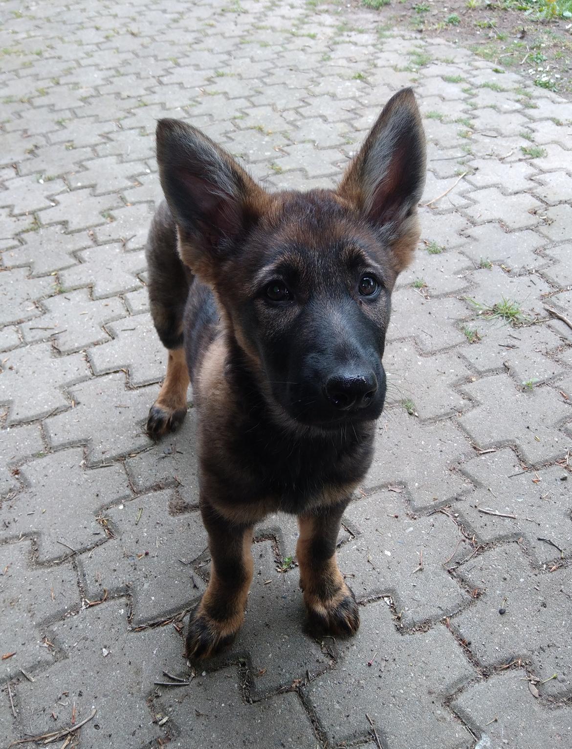 Schæferhund Bayogi Queen. (Enya). billede 31