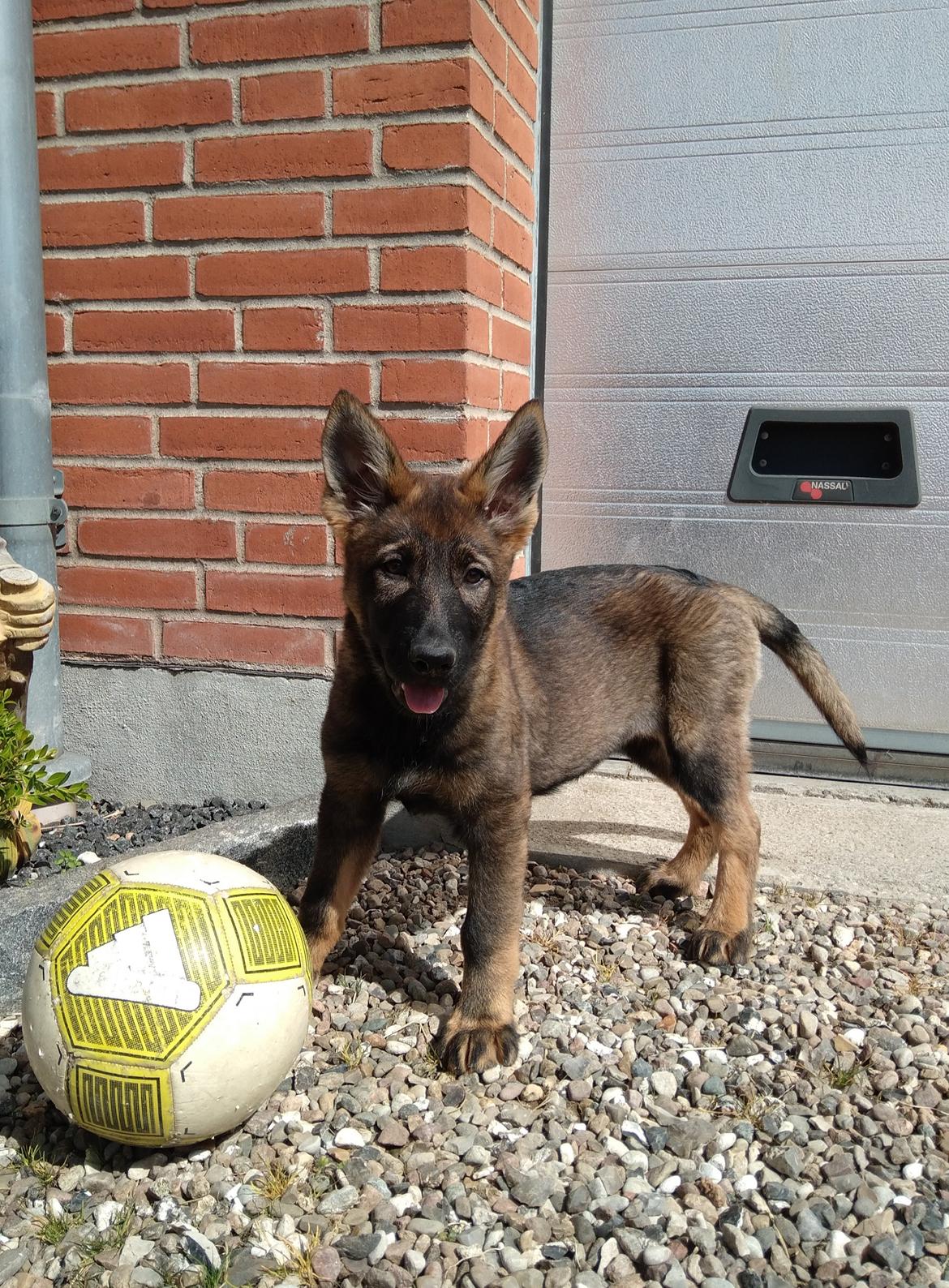 Schæferhund Bayogi Queen. (Enya). billede 38