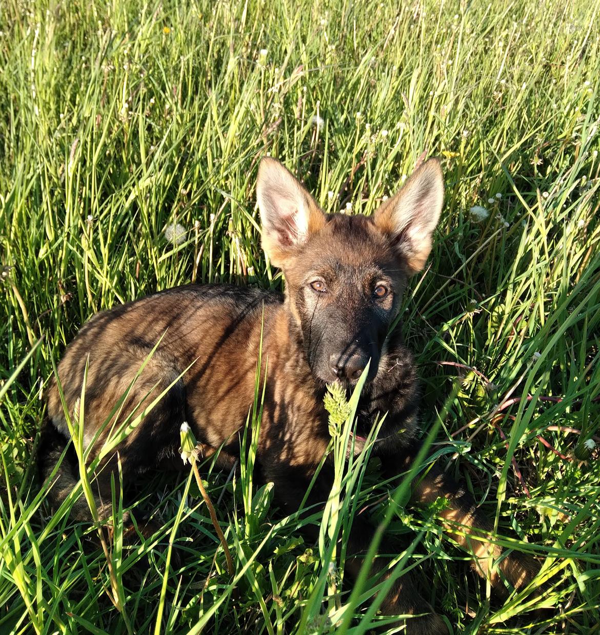 Schæferhund Bayogi Queen. (Enya). billede 48