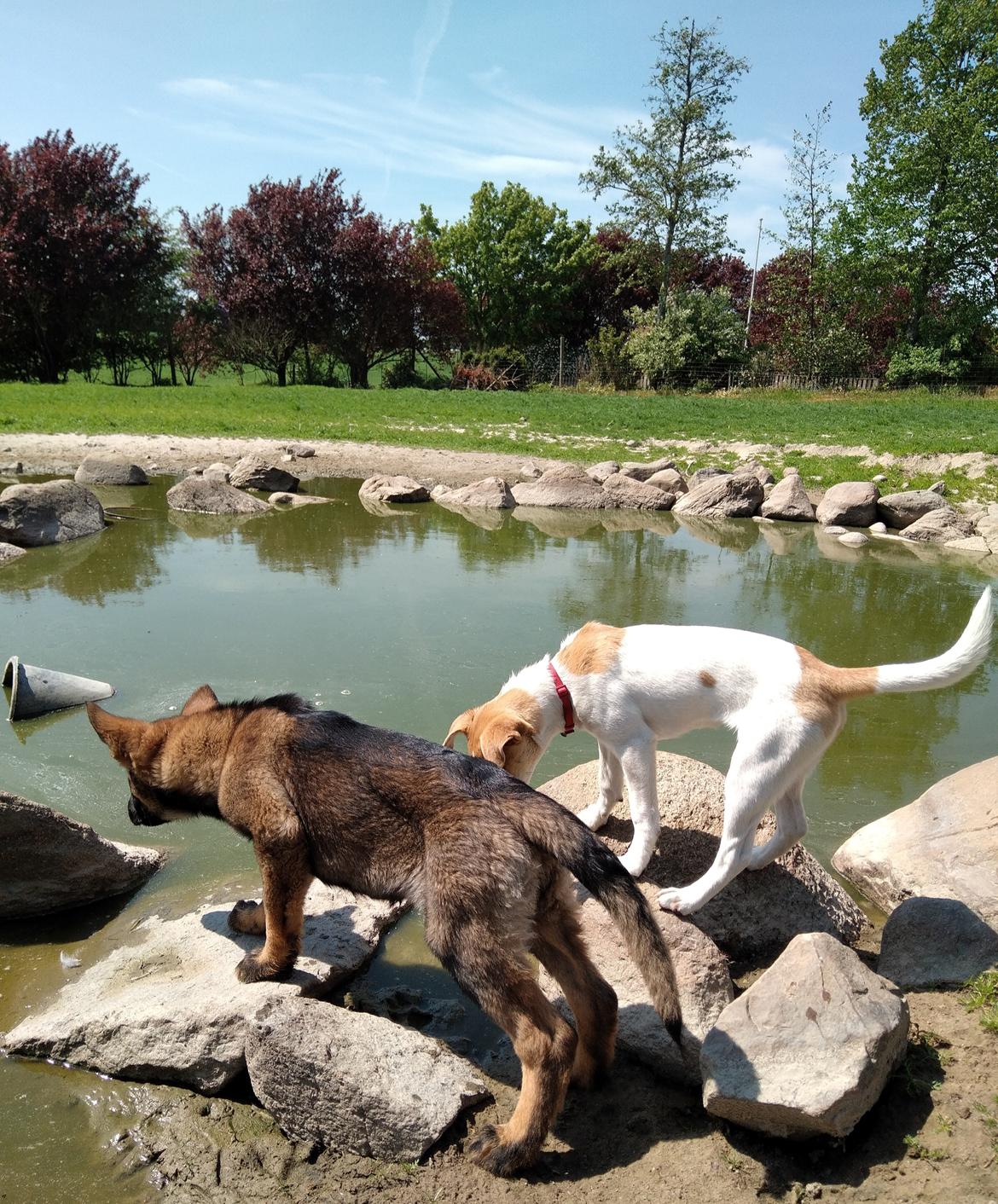 Schæferhund Bayogi Queen. (Enya). billede 29