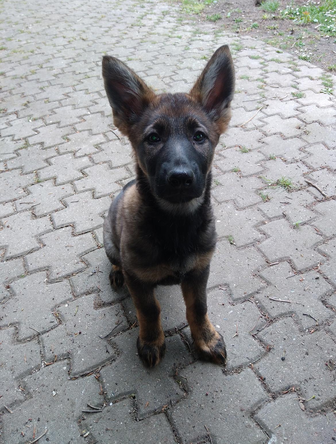 Schæferhund Bayogi Queen. (Enya). billede 49