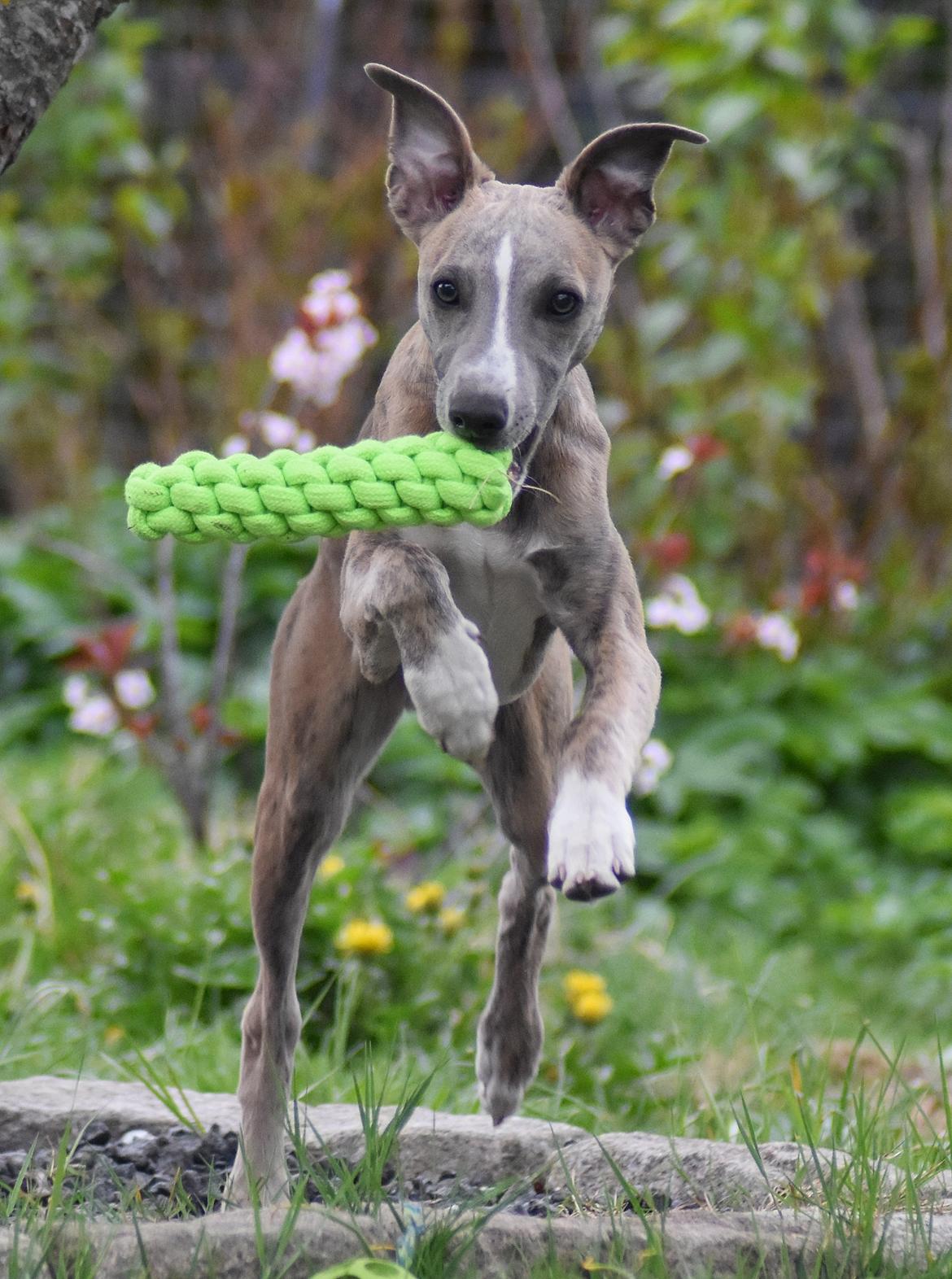 Whippet Falcon (Tanalorn Mr. Quade) billede 4