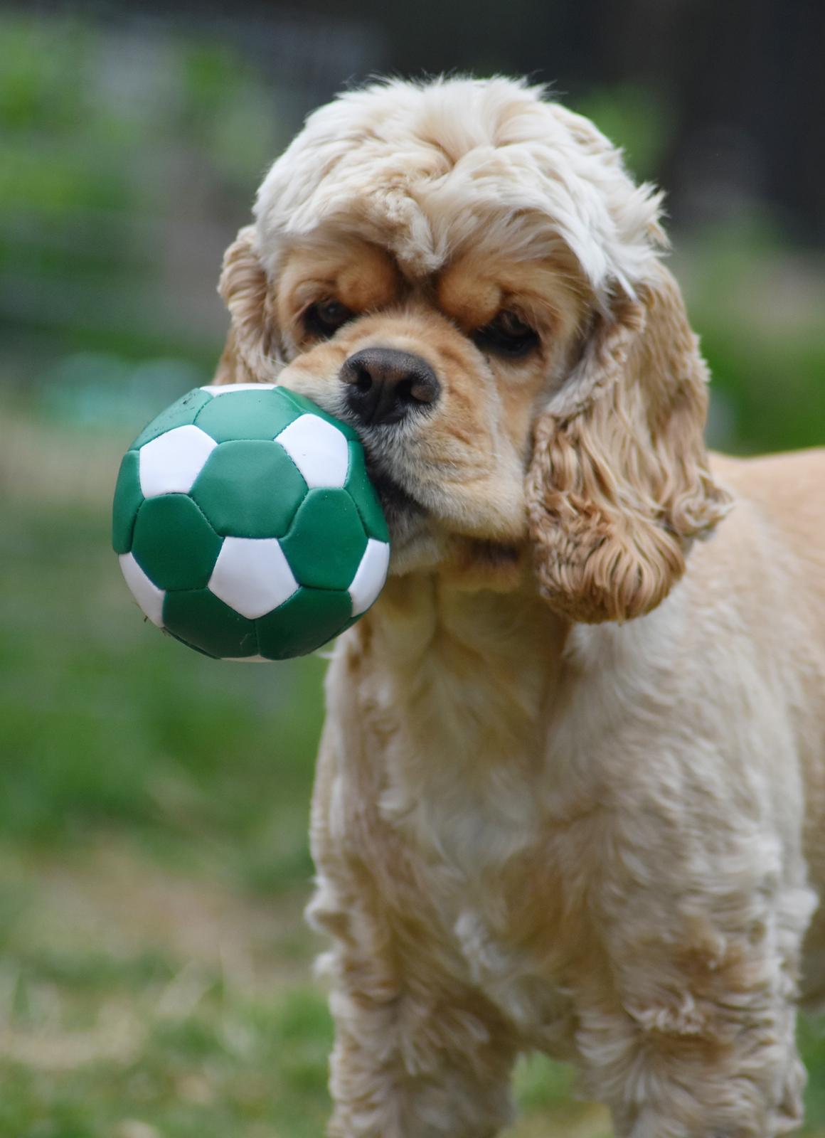 Amerikansk cocker spaniel Viggo Pedersen  billede 11