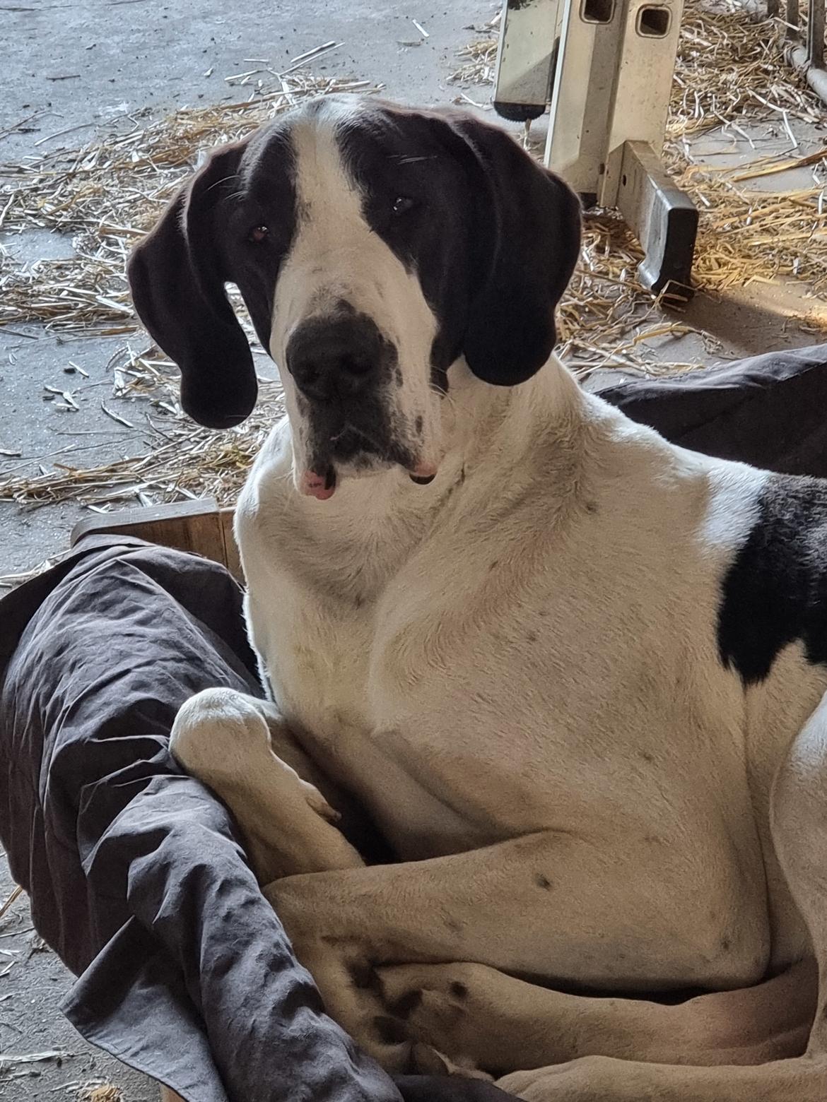 Grand danois Bumle  billede 1