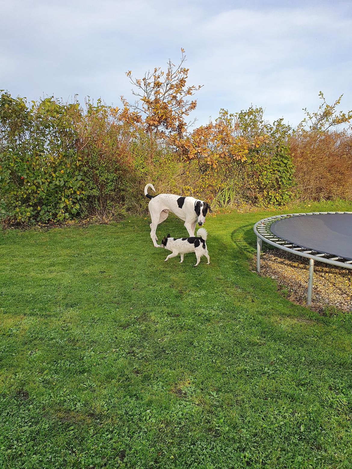 Grand danois Bumle  billede 8