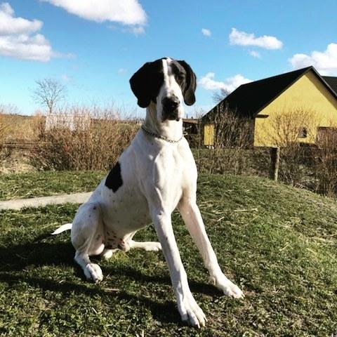 Grand danois Bumle  billede 6