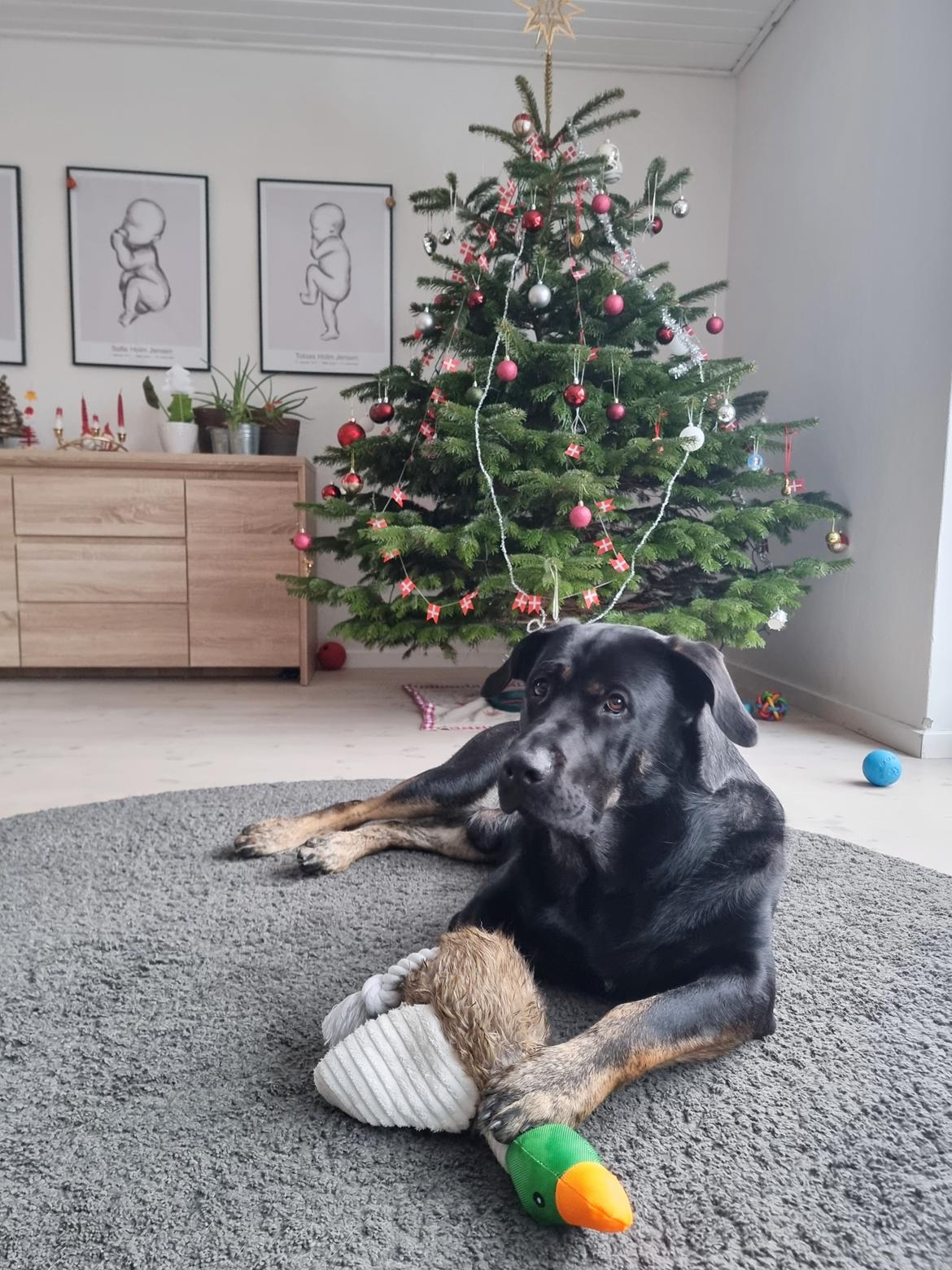 Blanding af racer Kalle billede 7