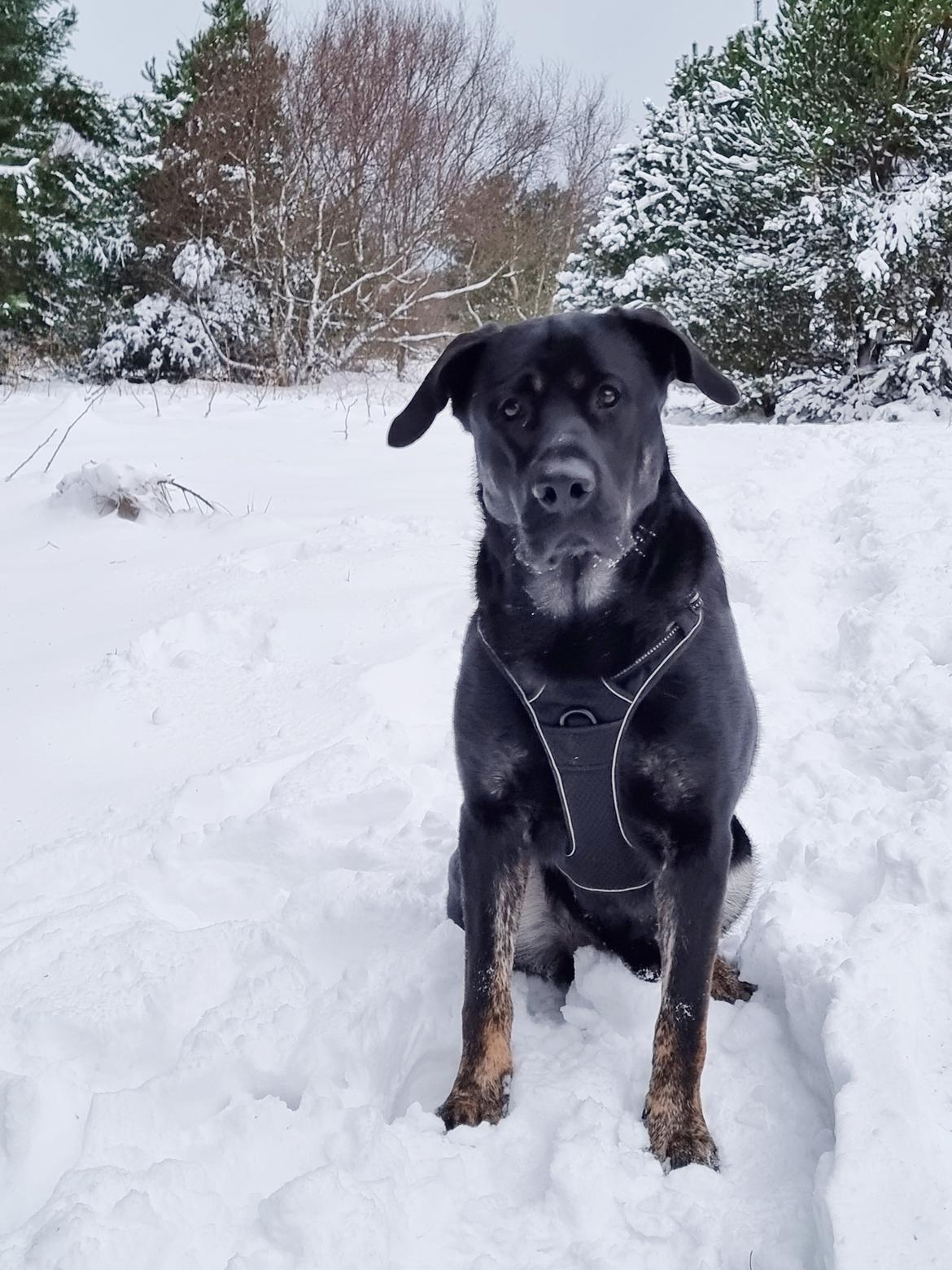 Blanding af racer Kalle billede 8