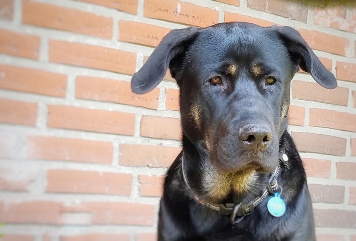 Blanding af racer Kalle billede 13