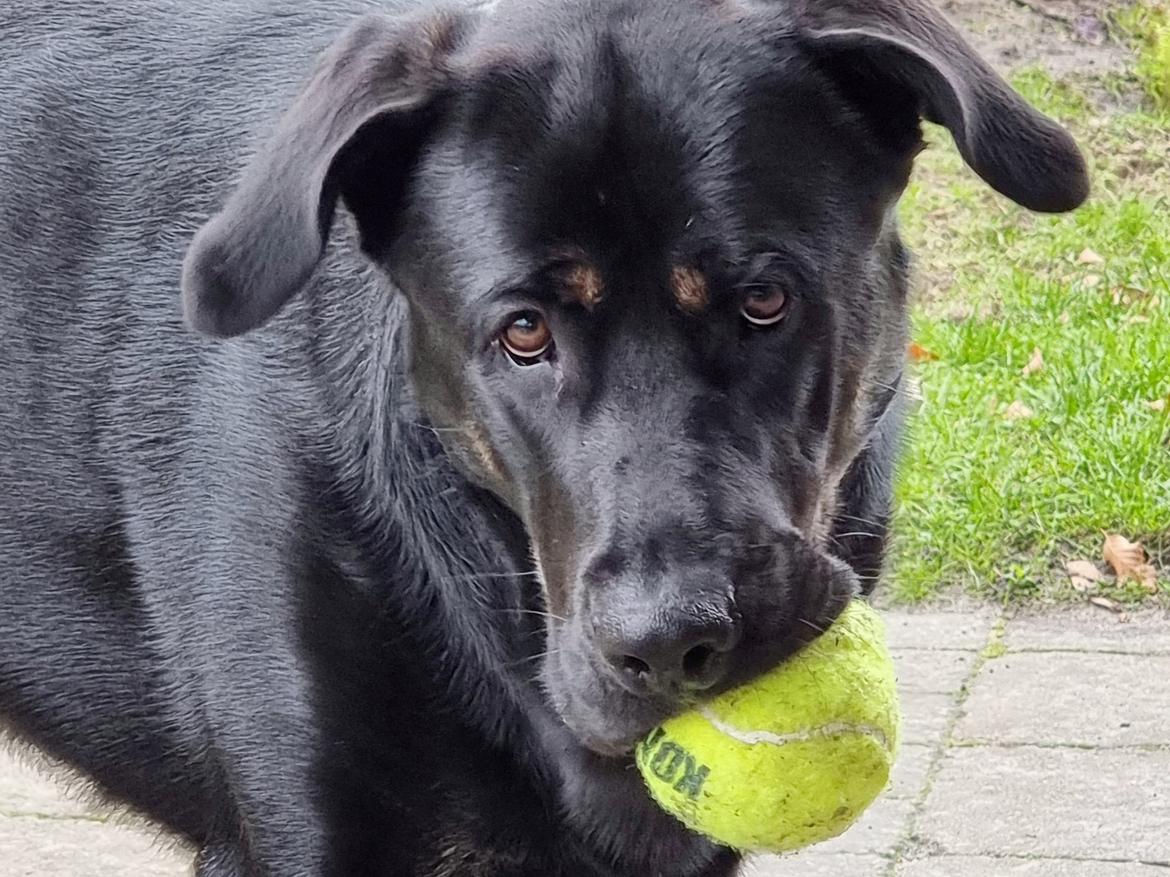 Blanding af racer Kalle billede 9