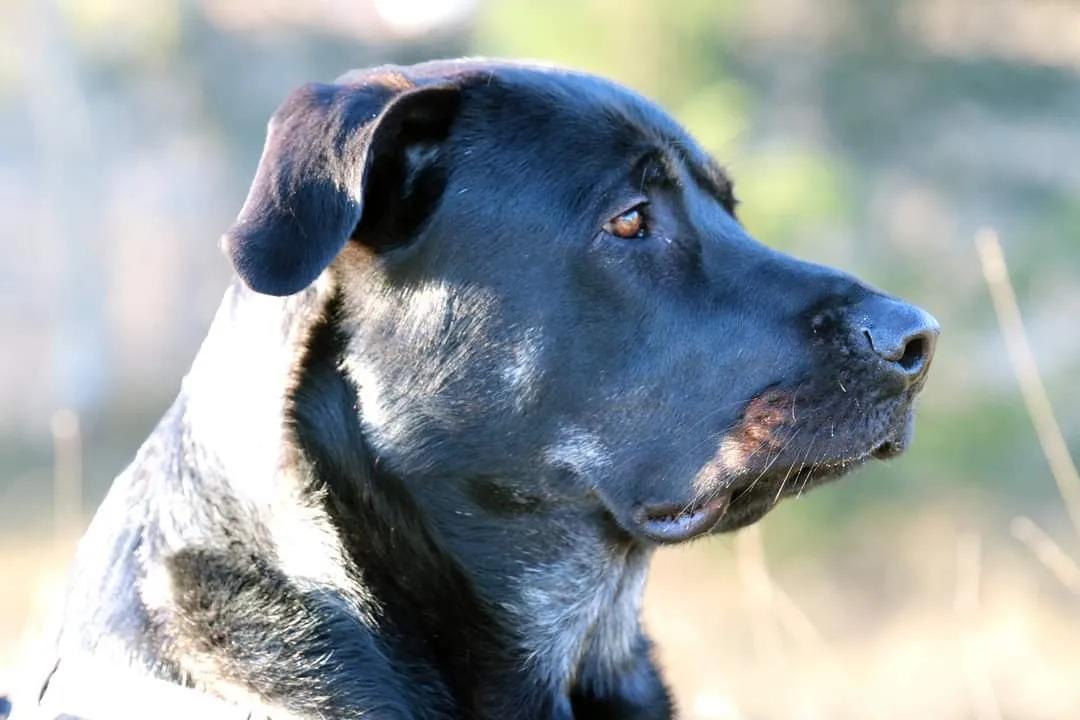 Blanding af racer Kalle billede 10