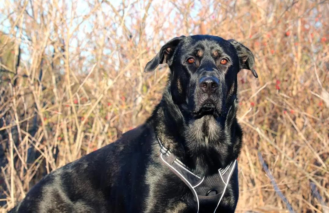 Blanding af racer Kalle billede 14