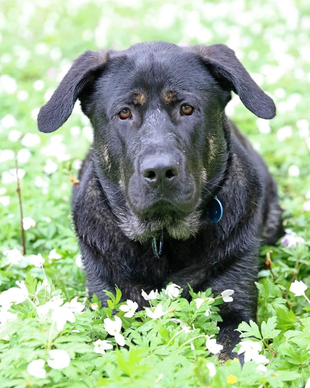 Blanding af racer Kalle billede 15