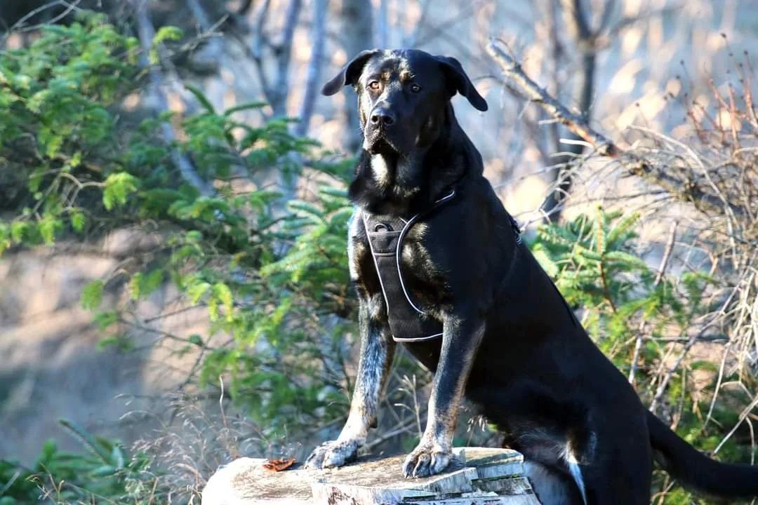 Blanding af racer Kalle billede 12