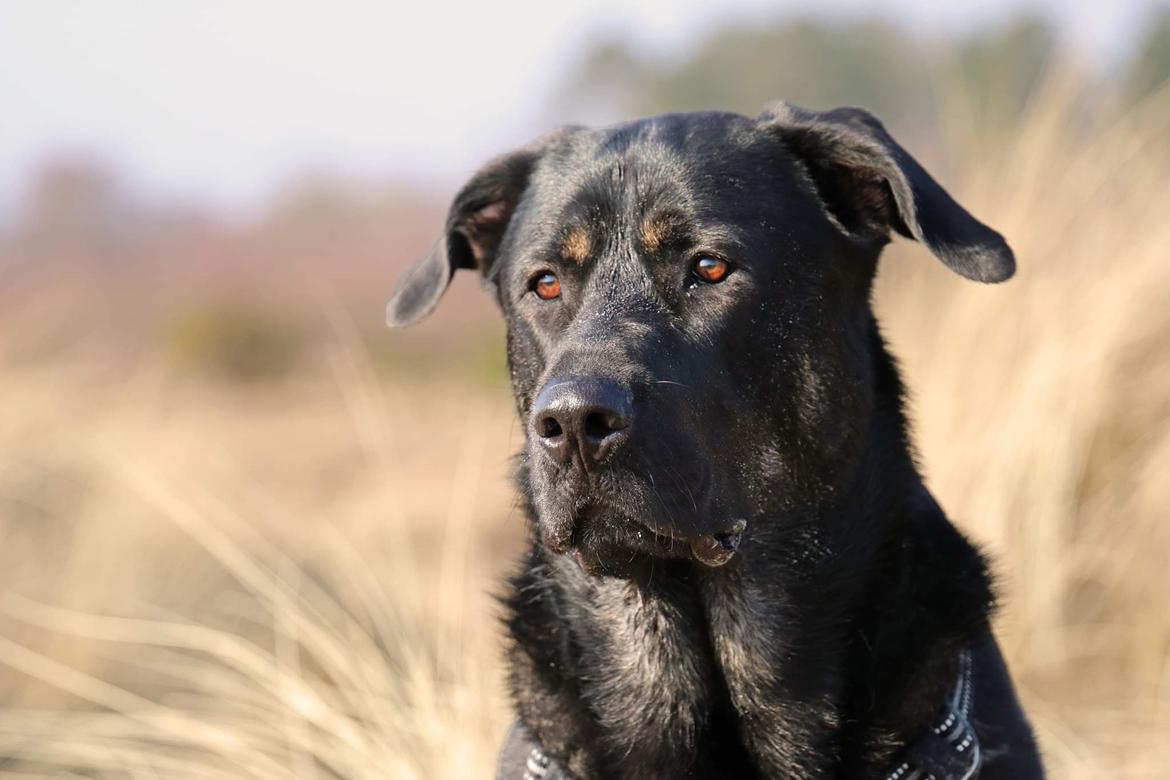 Blanding af racer Kalle billede 16