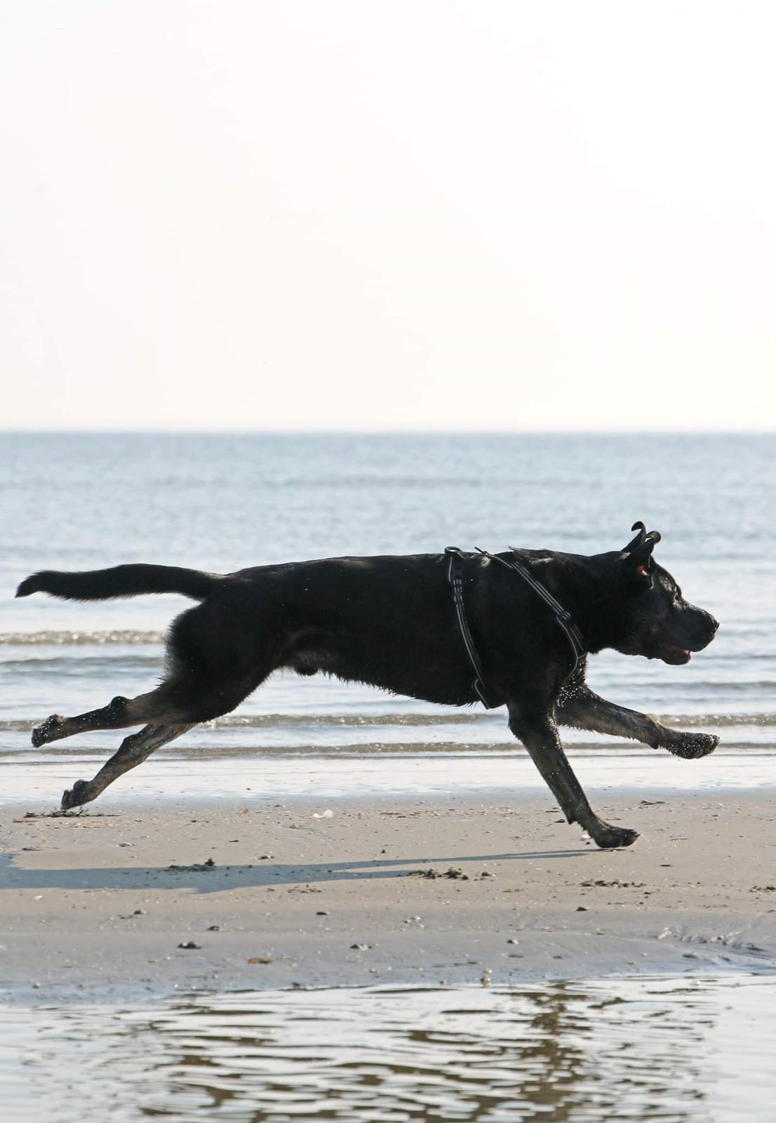 Blanding af racer Kalle billede 18