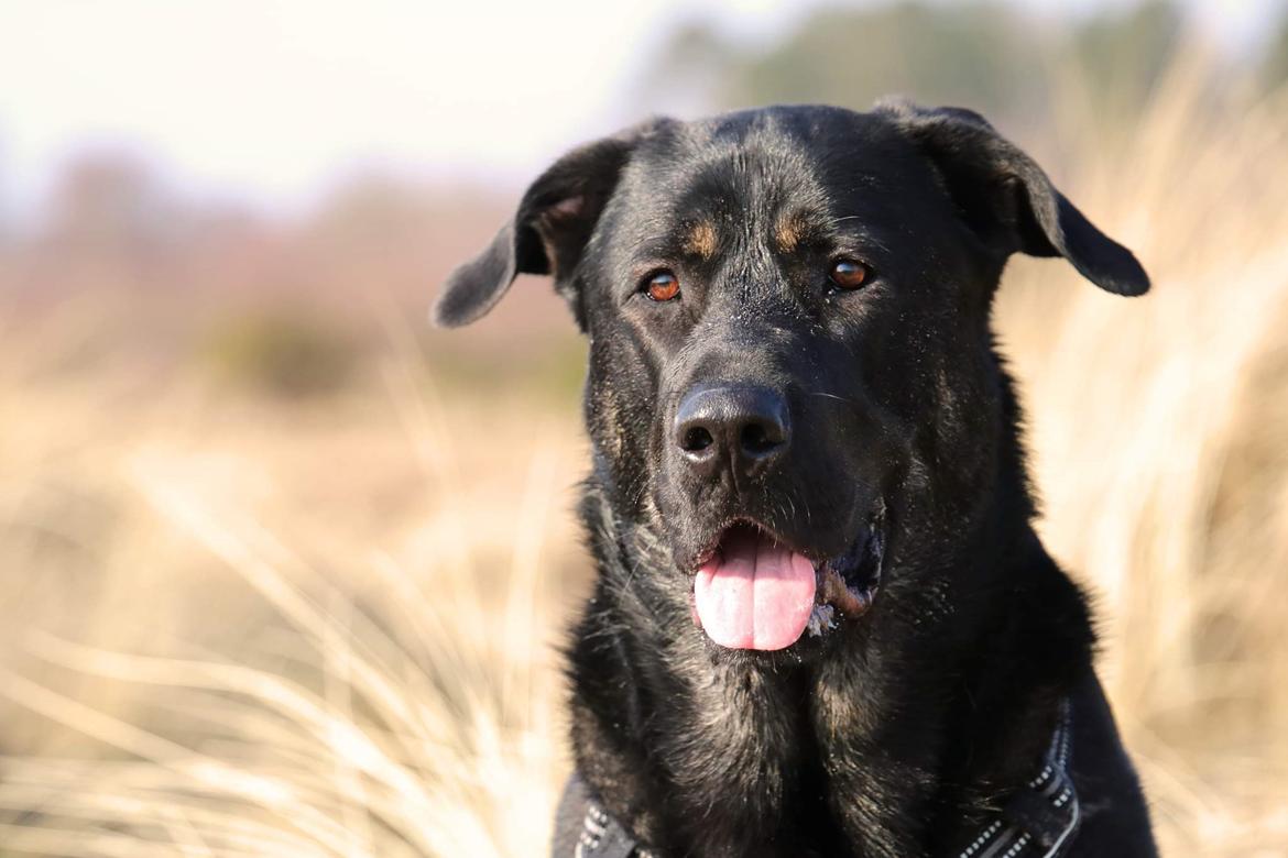 Blanding af racer Kalle billede 17