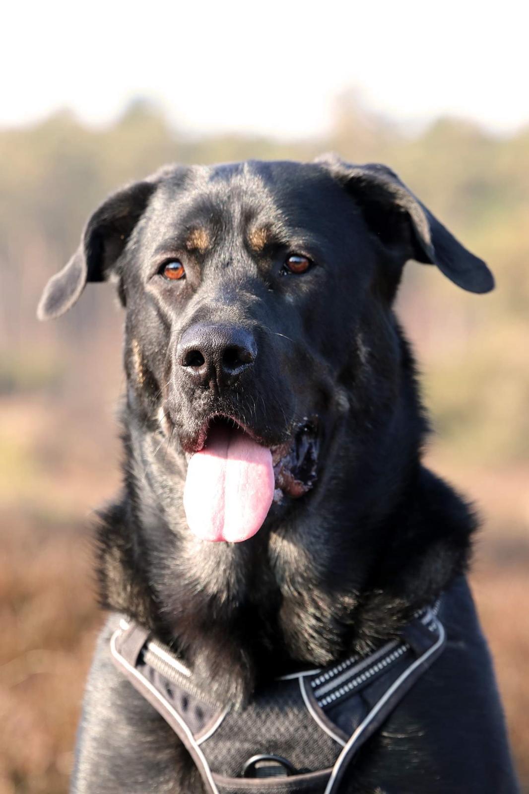 Blanding af racer Kalle billede 20