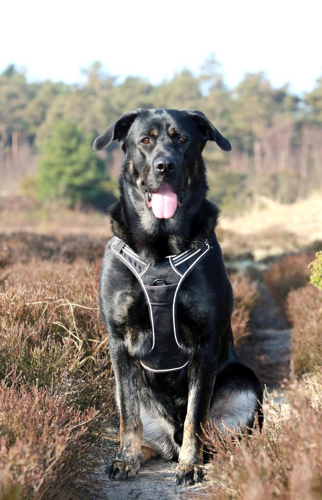 Blanding af racer Kalle billede 19