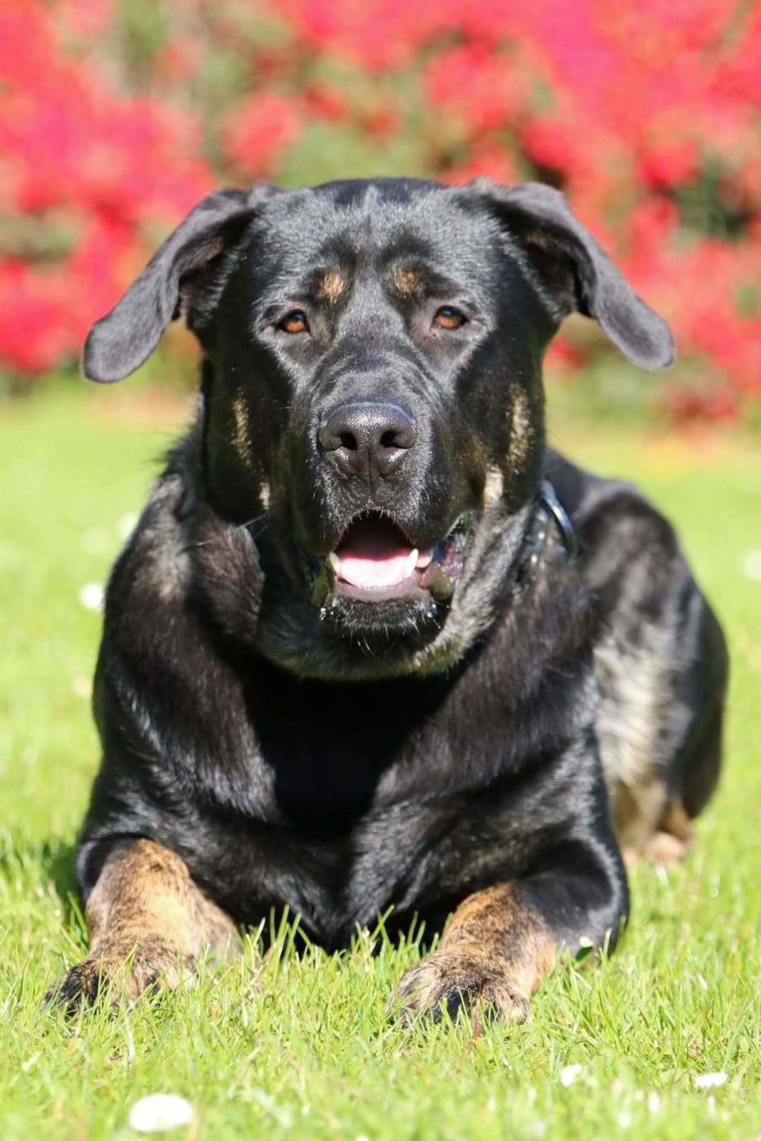 Blanding af racer Kalle billede 21