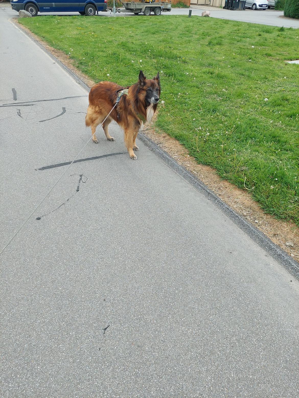 Belgisk hyrdehund Rico billede 14