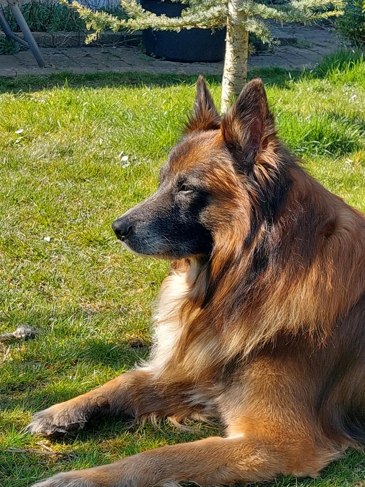 Belgisk hyrdehund Rico billede 15