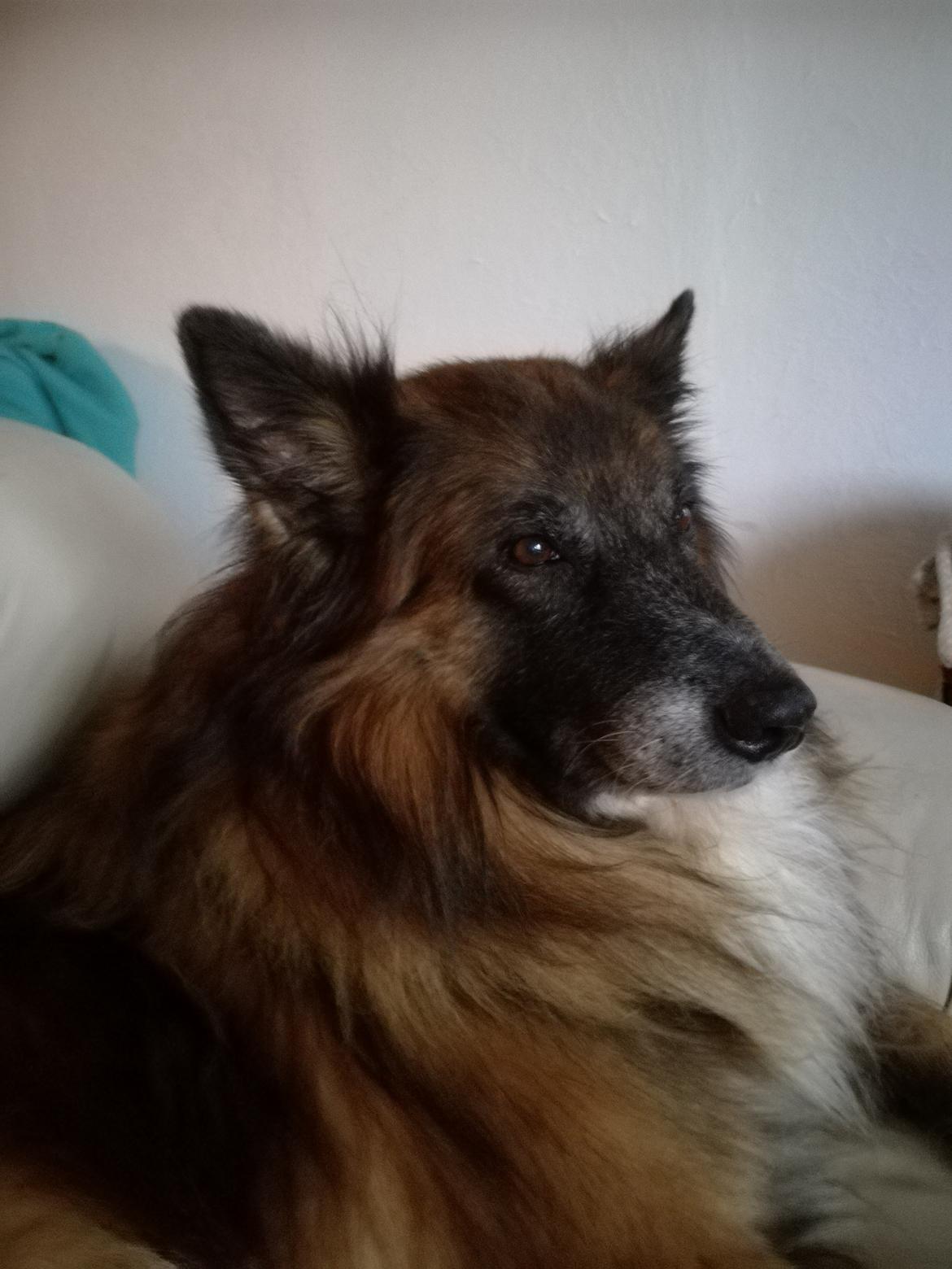 Belgisk hyrdehund Rico - Rico næsten 12 år billede 16