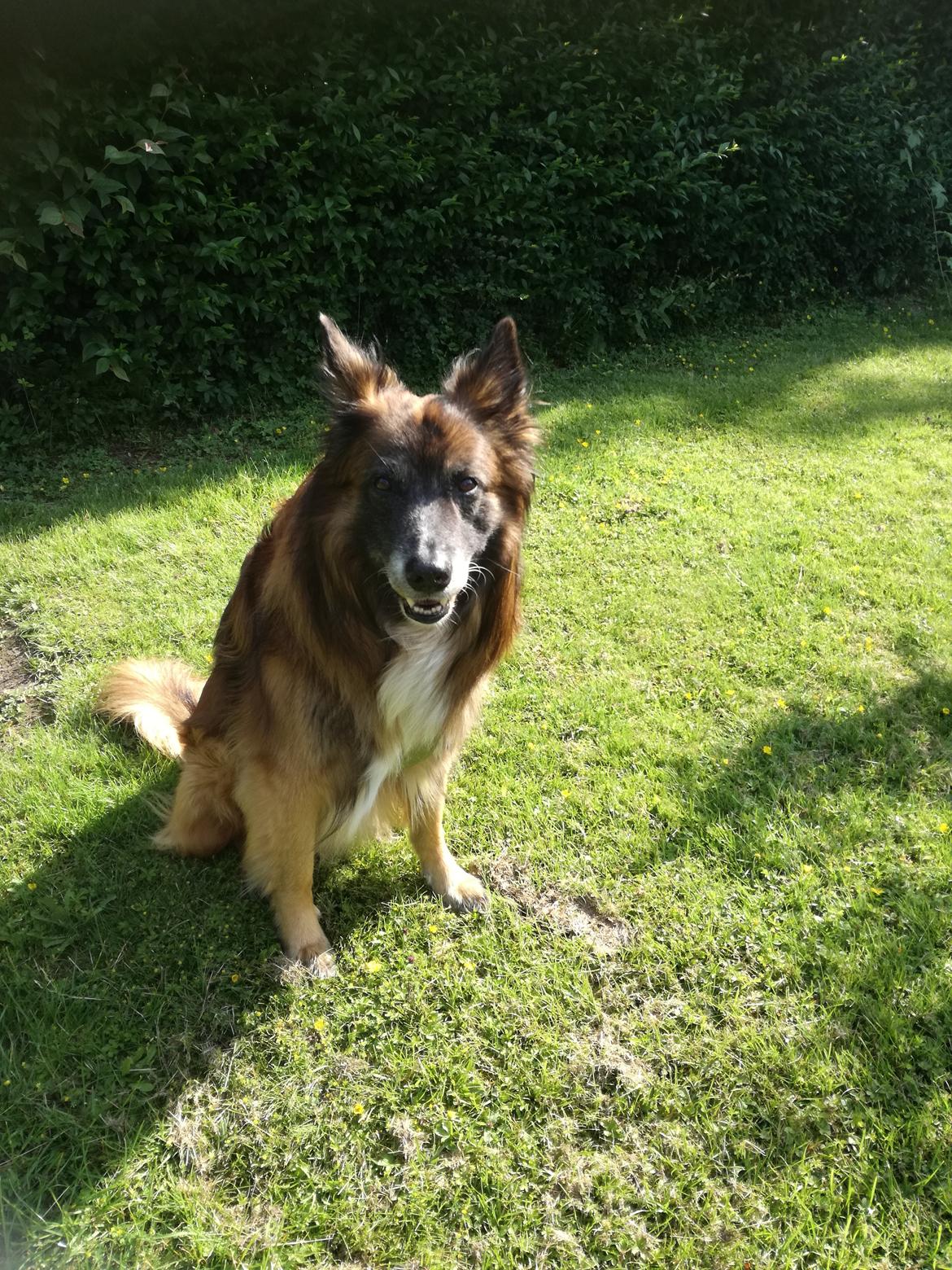 Belgisk hyrdehund Rico billede 17