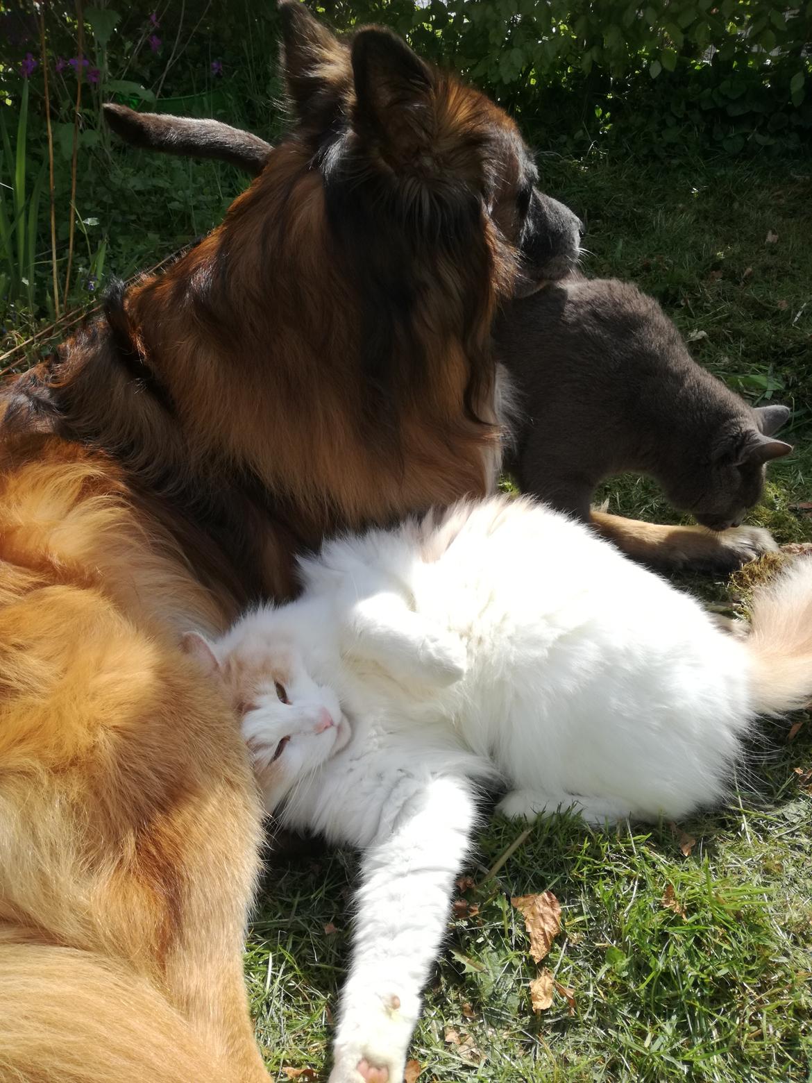 Belgisk hyrdehund Rico billede 18