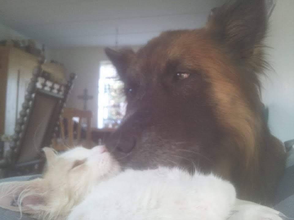 Belgisk hyrdehund Rico billede 19