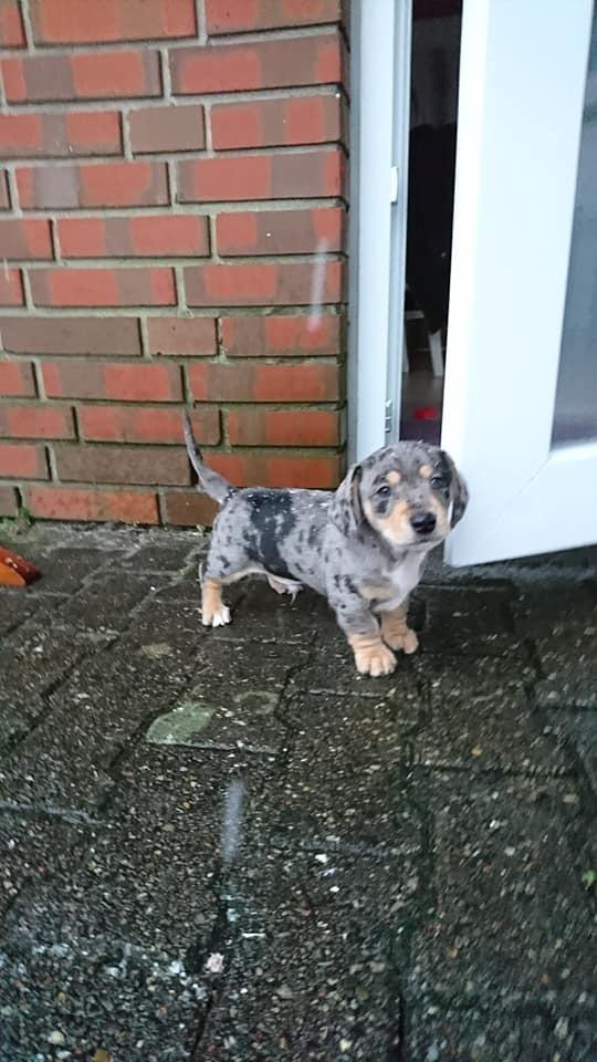 Gravhund Benji billede 5