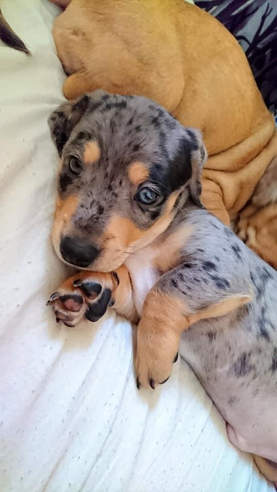 Gravhund Benji billede 7