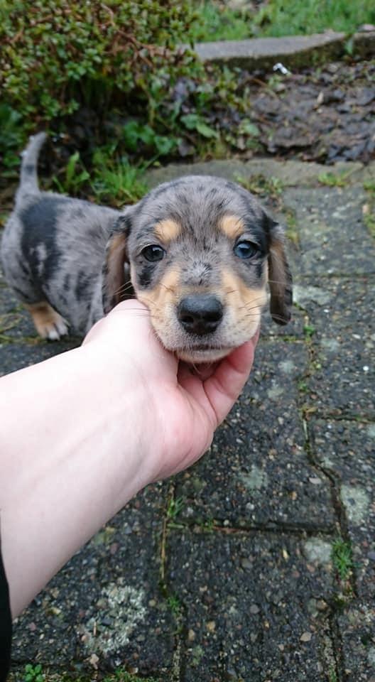 Gravhund Benji billede 8