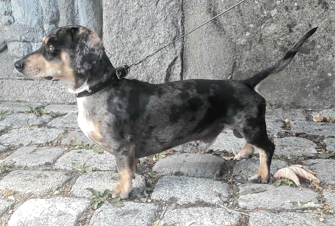 Gravhund Benji billede 3