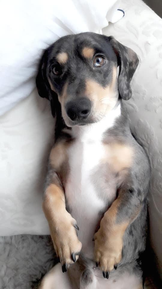 Gravhund Benji billede 2